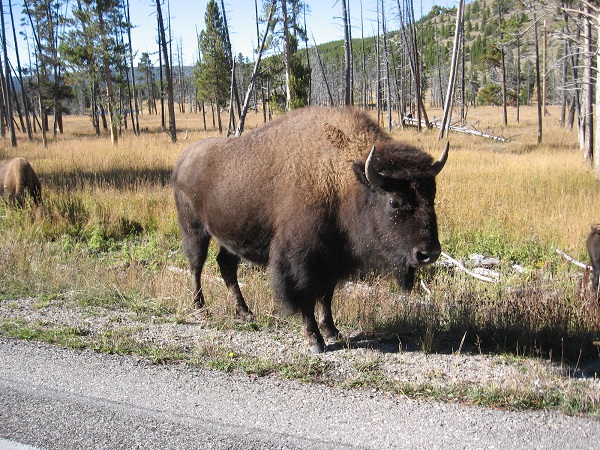 Yellowstone: Part 2